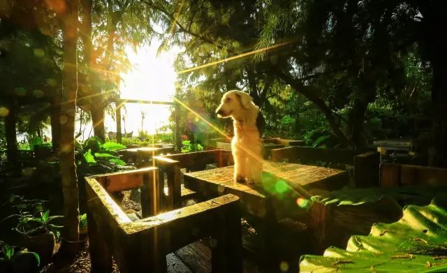 慢點藝術(shù)民宿，世間所有努力都是為了慢點