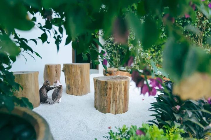 慢點藝術(shù)民宿，世間所有努力都是為了慢點