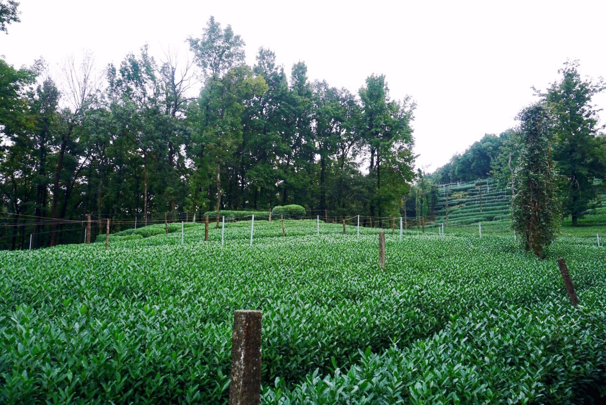 杭州·棲遲，還是那個獨一無二的黑白灰