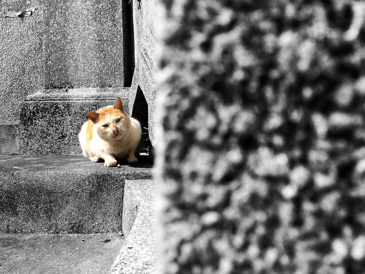 鼓浪嶼·他城一見(jiàn)，生命不息折騰不止