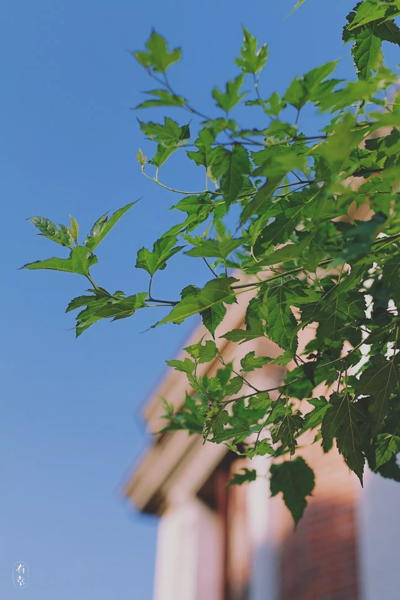 鼓浪嶼·他城一見(jiàn)，生命不息折騰不止