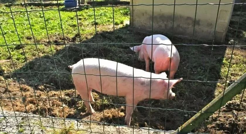 驚呆了，雞窩豬舍馬廄牛棚羊圈變民宿!