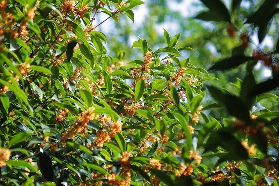 青城山·路之青城，山溝里的豬圈民宿