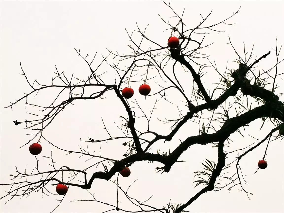 莫干山·趣舍一棵樹，置身山中與山林萬(wàn)物相連