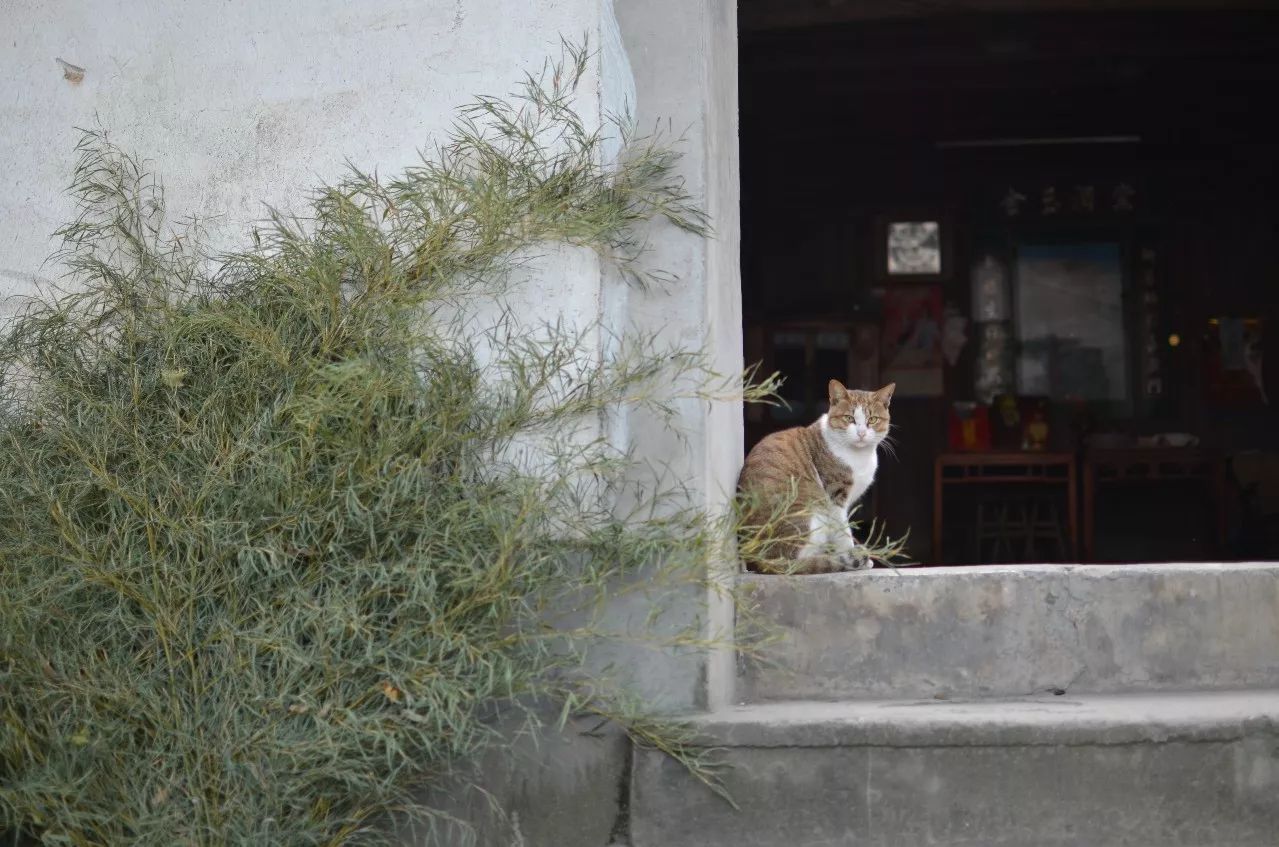 莫干山·趣舍一棵樹，置身山中與山林萬(wàn)物相連