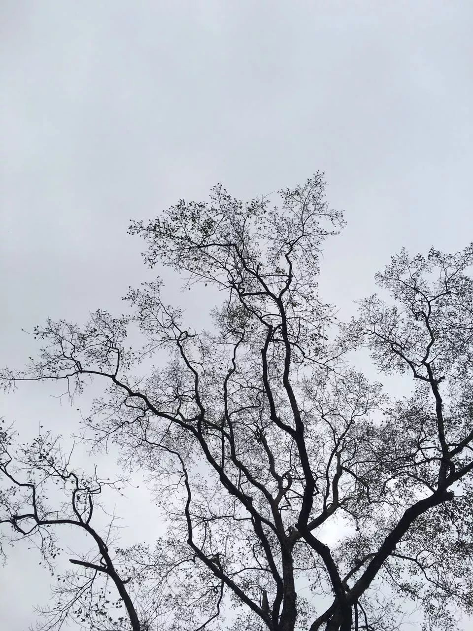 莫干山·趣舍一棵樹，置身山中與山林萬(wàn)物相連