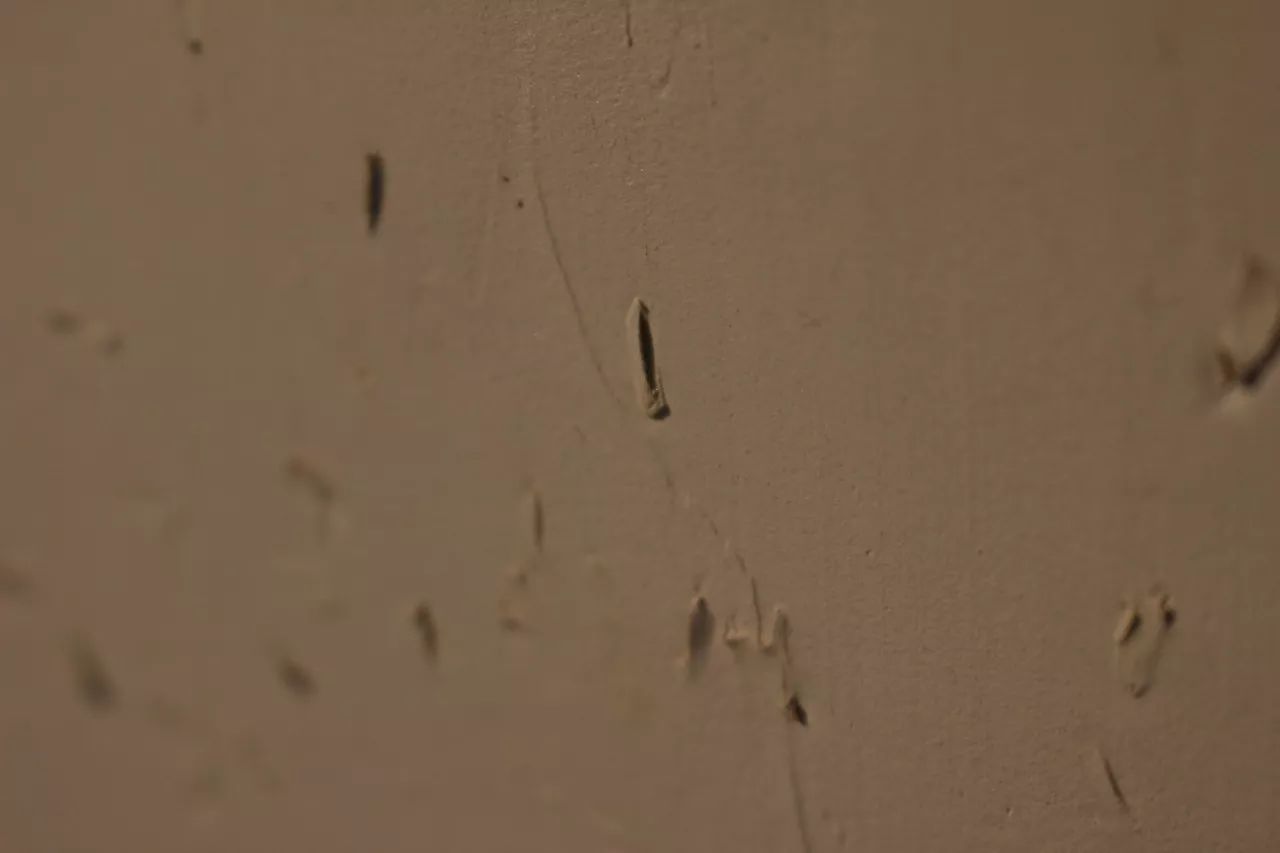 莫干山·趣舍一棵樹，置身山中與山林萬物相連