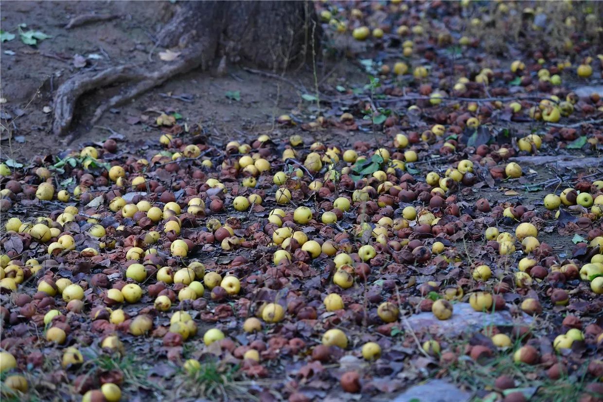 黃河·宿集，你想要的快意江湖就在這里