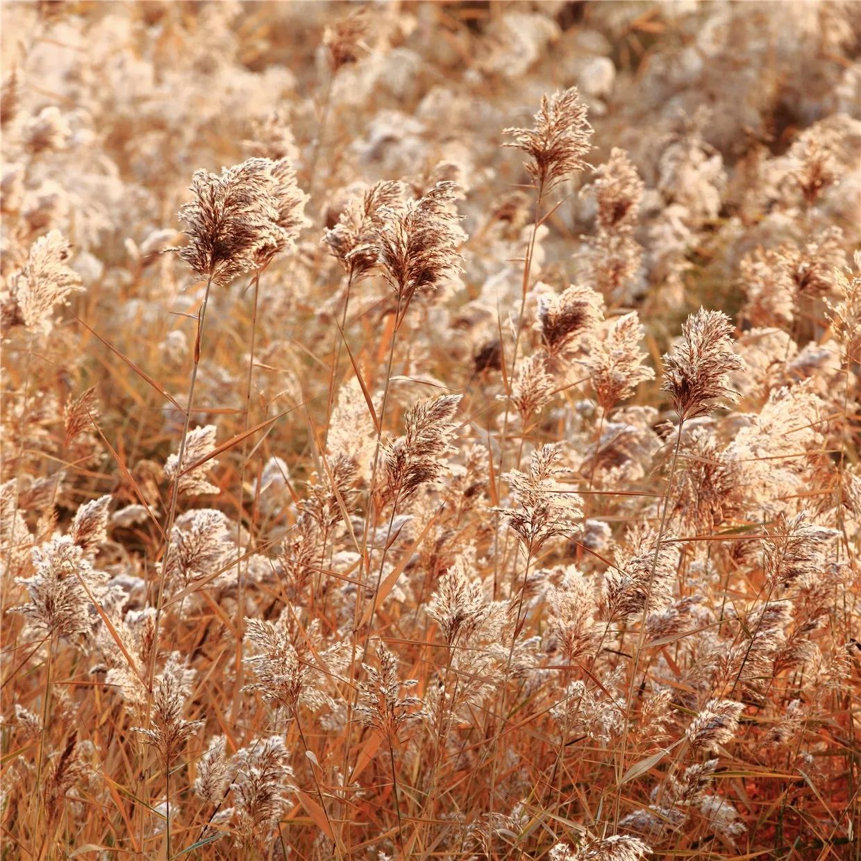 黃河·宿集，你想要的快意江湖就在這里