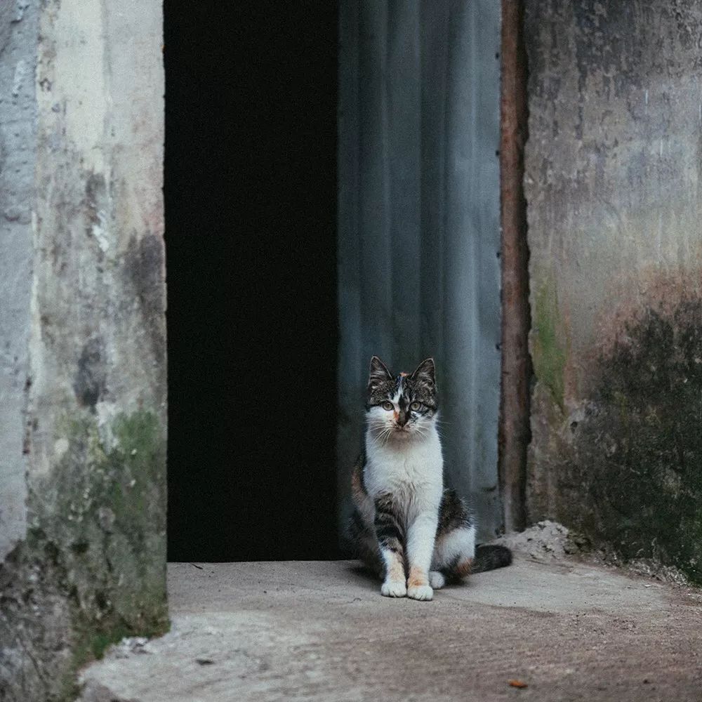 莫干山·三秋美宿，一日不見三秋盼兮