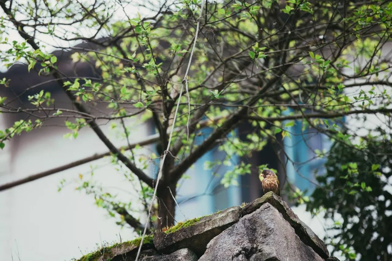 莫干山·三秋美宿，一日不見三秋盼兮