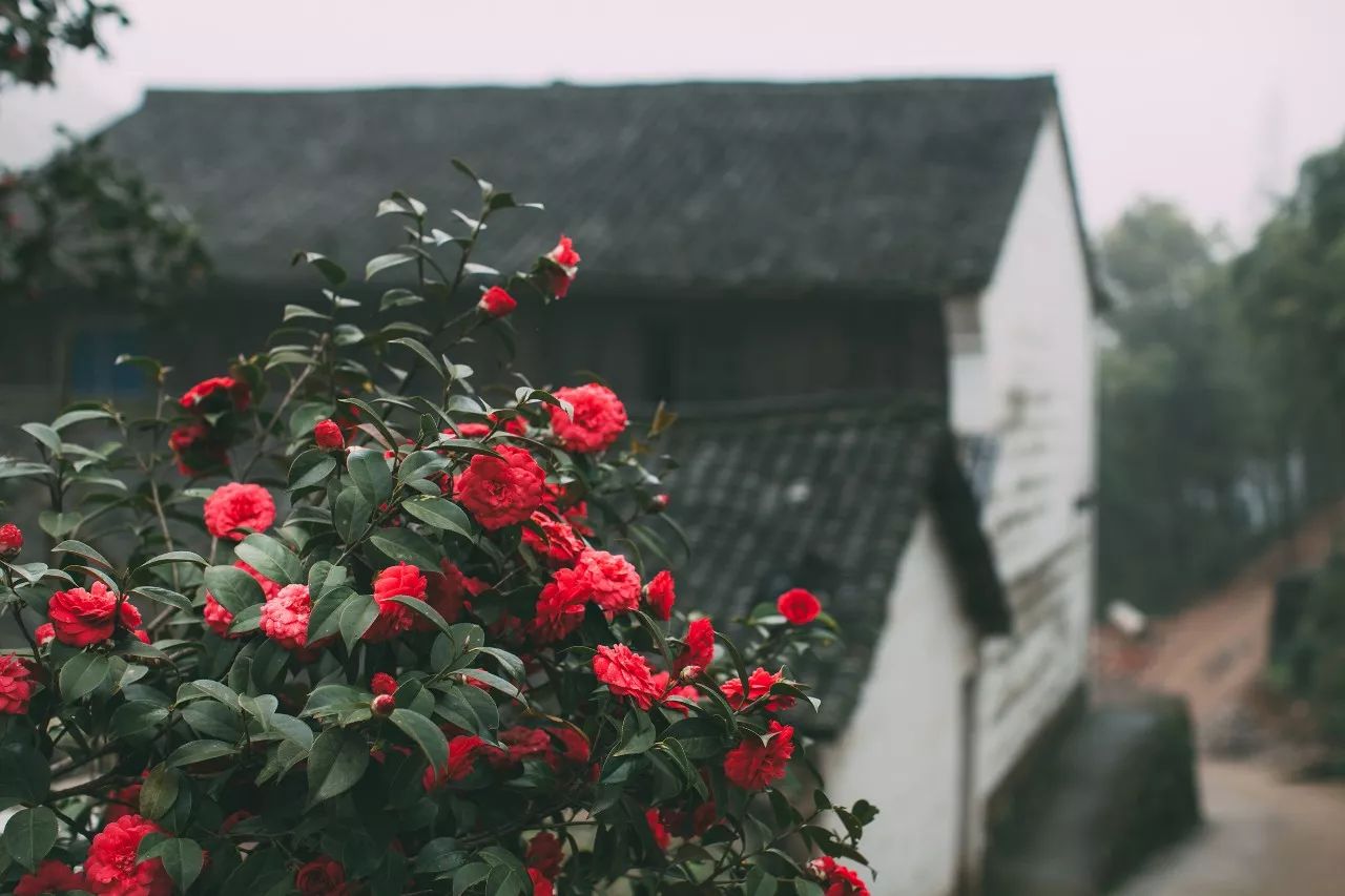 莫干山·三秋美宿，一日不見三秋盼兮