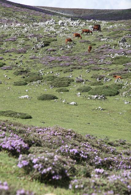 大理古城·果念，按照自己喜歡的方式活著