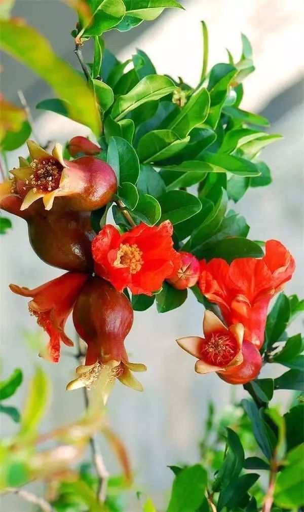 特色美食臨潼石榴，拜倒在你“石榴裙下”