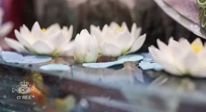 一代糖王，技術(shù)之路沒有終點(diǎn)不忘初心砥礪前行