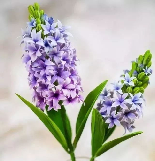 一代糖王，技術(shù)之路沒有終點(diǎn)不忘初心砥礪前行