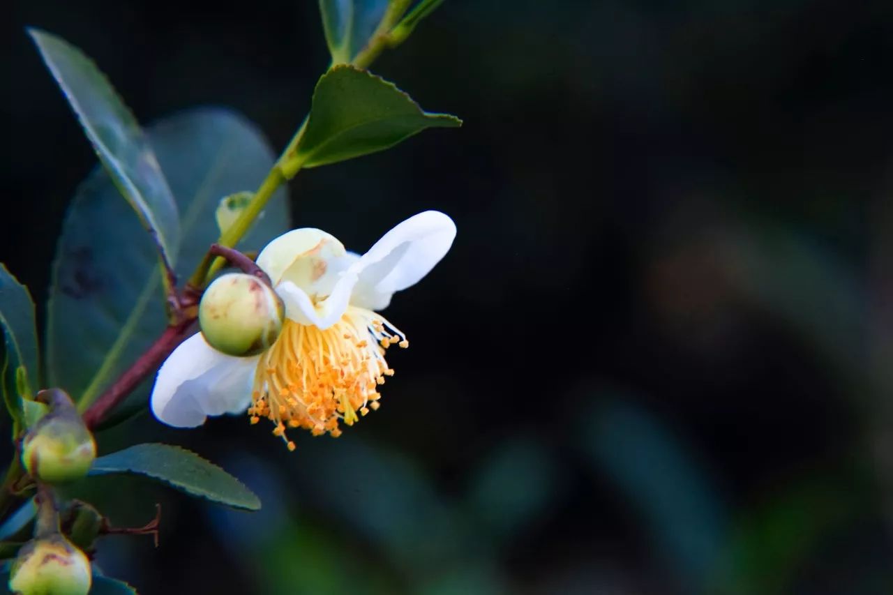 杭州·長(zhǎng)鏡頭，一所電影時(shí)光主題民宿