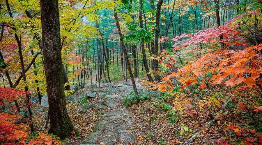 莫干山·西璞，睡進梵高的畫里