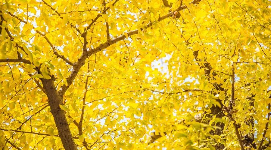 莫干山·西璞，睡進梵高的畫里