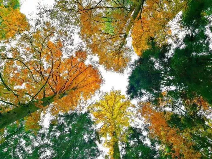 莫干山·西璞，睡進梵高的畫里