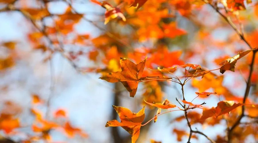 茶隱·喜在山舍，上有茶山下有九溪肆意虛度生活