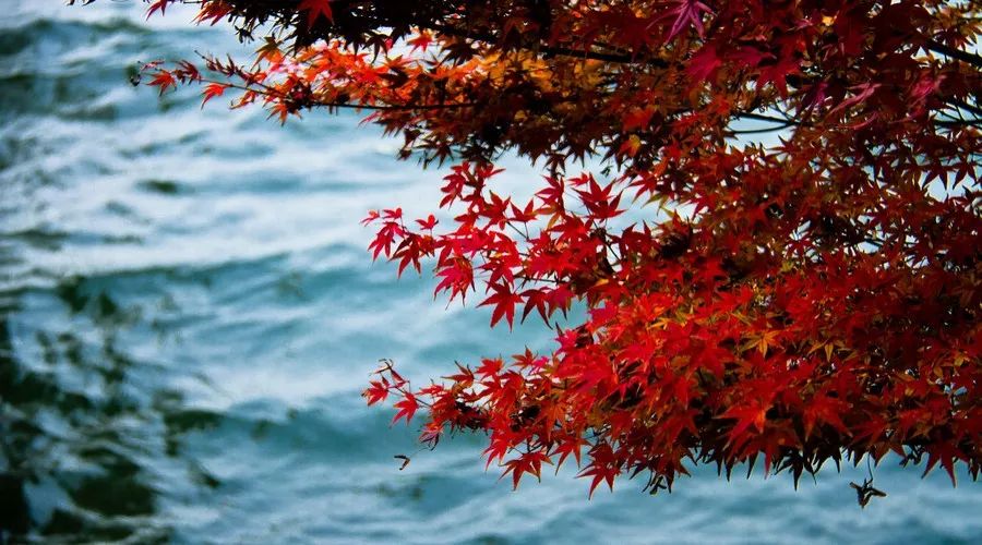 茶隱·喜在山舍，上有茶山下有九溪肆意虛度生活