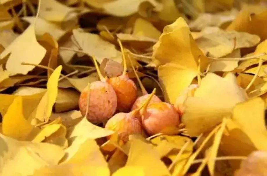 蘇州·泊悅灣，城市鄉(xiāng)村間人們何嘗不是兩棲動(dòng)物