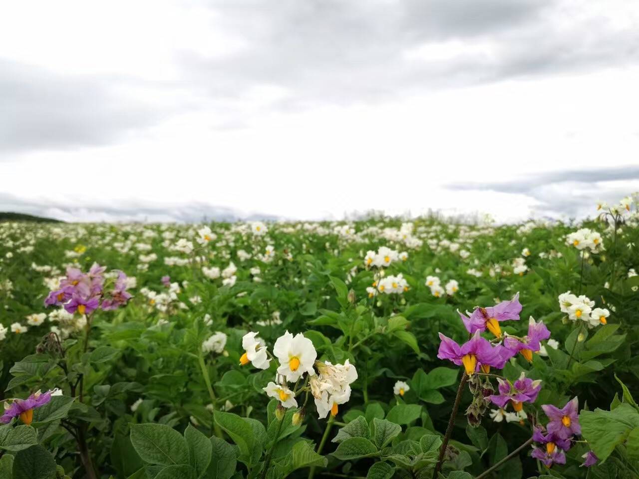 麗江束河·雲(yún)山南，相愛真的是一種奇跡