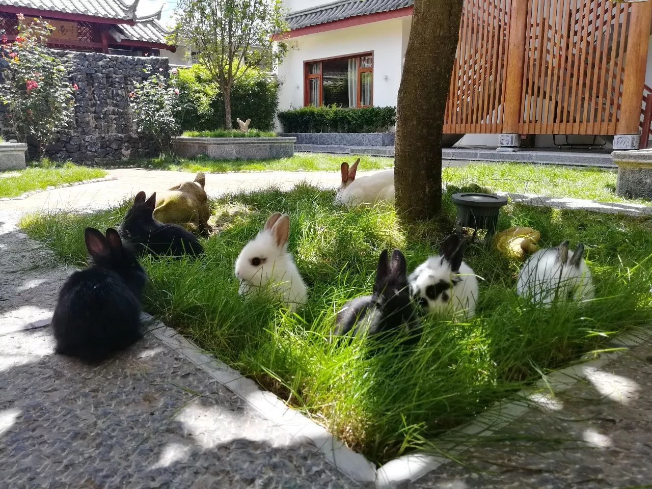 麗江束河·雲(yún)山南，相愛真的是一種奇跡