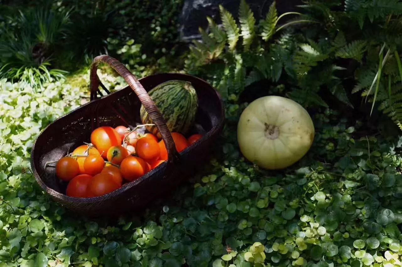 南京·老樹院子山囿里,與時(shí)光慢揉在一起彼此沉