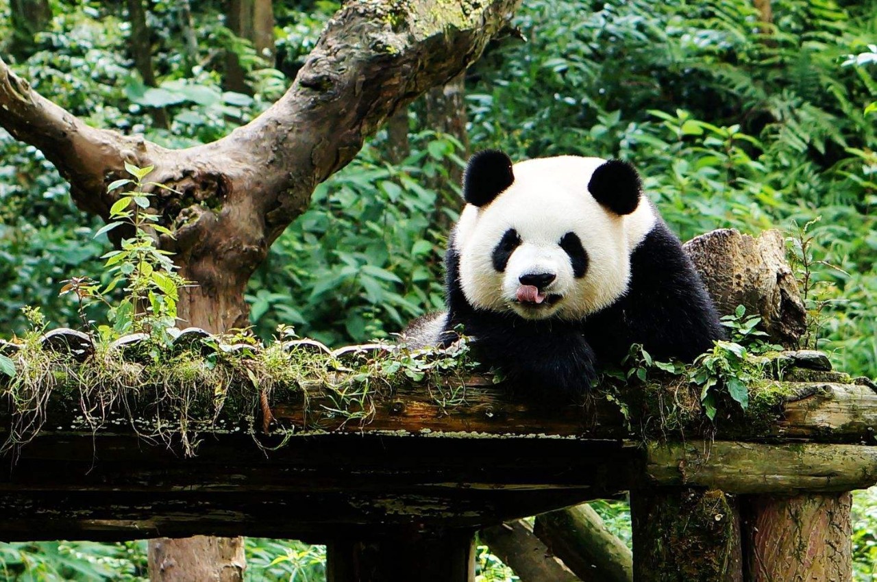 蜀中驛瓦舍旅行酒店，雅安年輕人的「老地方」