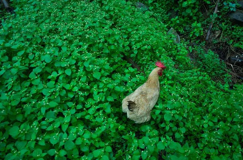 杭州·菩提谷，與你一起私有群山秘境