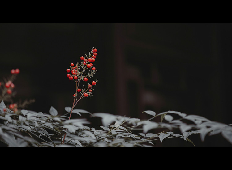 風月·人像古裝攝影