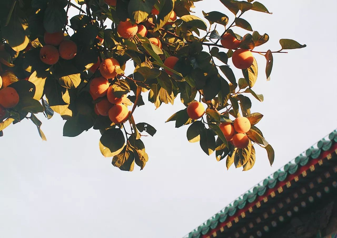 秋果·798店，愿你找回20年前的單純時(shí)光