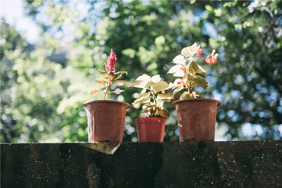 廈門(mén)·春草芬芳，體驗(yàn)面朝大海沐浴星辰的愜意芬