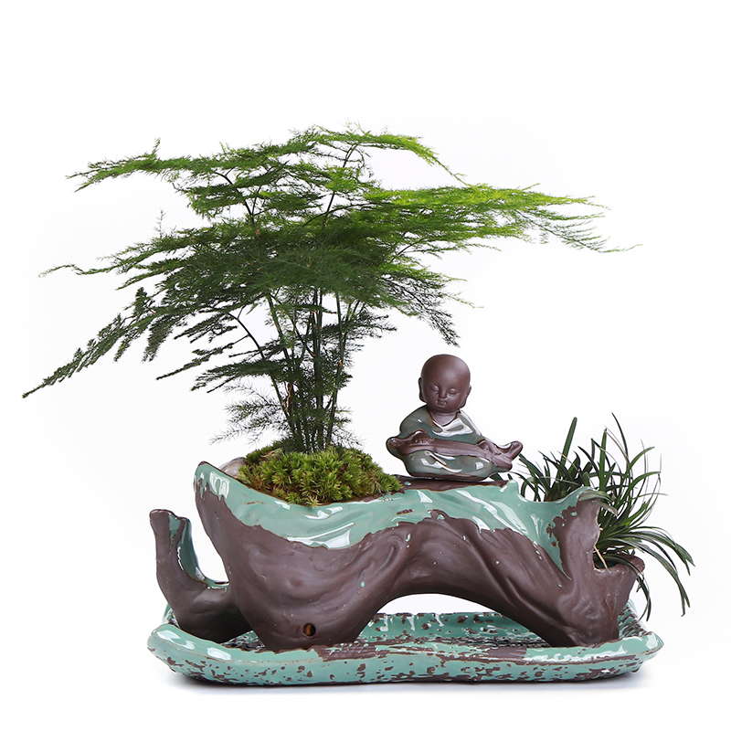 別具風(fēng)味的文竹陶瓷盆景，禪意小和尚盆景圖片