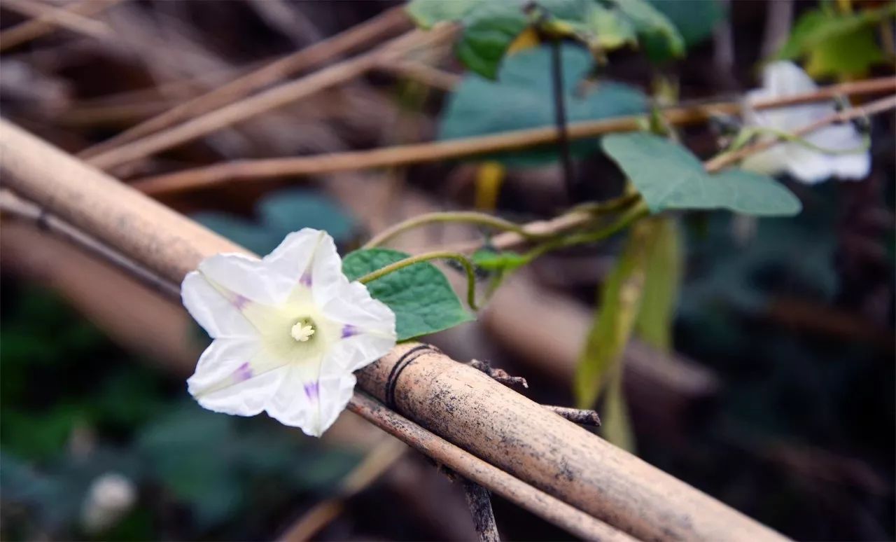 中香界·上海別院，萬水千山總是情！