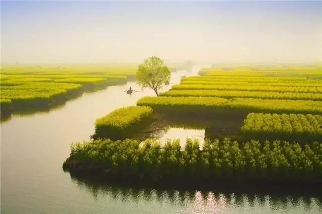 美到窒息的中國最美油菜花海，邂逅花海風景！