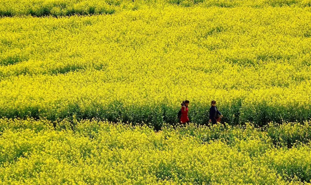 美到窒息的中國最美油菜花海，邂逅花海風(fēng)景！