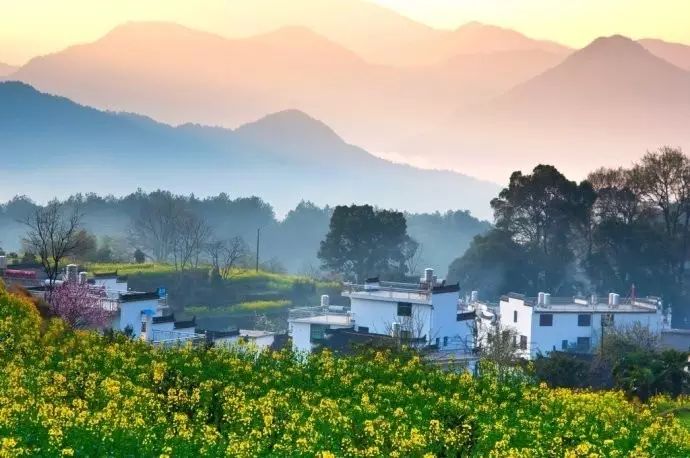 美到窒息的中國(guó)最美油菜花海，邂逅花海風(fēng)景！