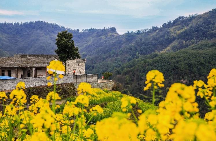 美到窒息的中國最美油菜花海，邂逅花海風(fēng)景！