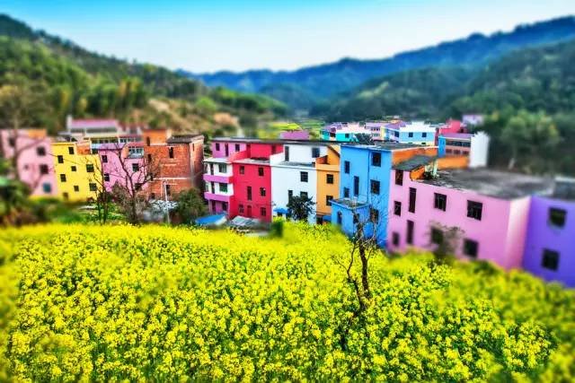 美到窒息的中國最美油菜花海，邂逅花海風(fēng)景！