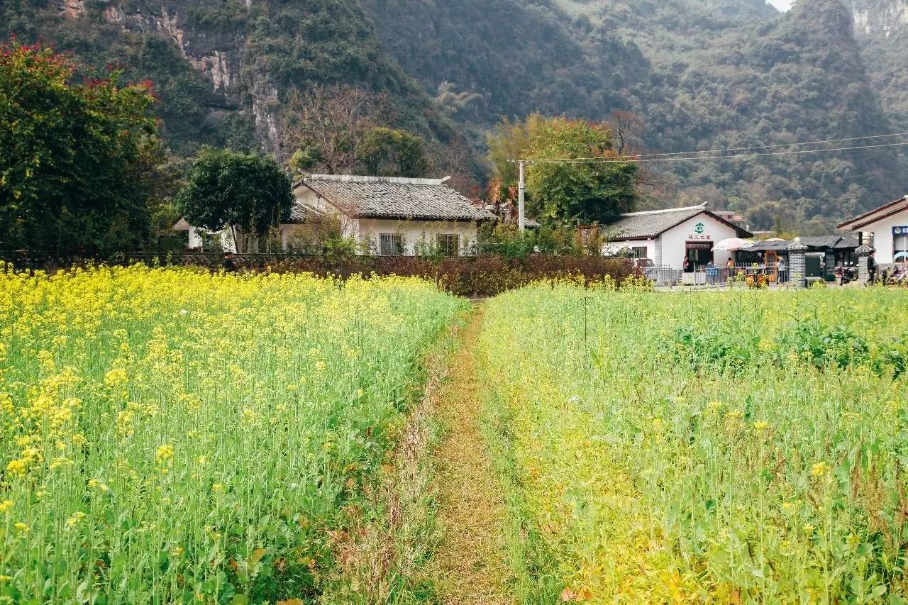 美到窒息的中國最美油菜花海，邂逅花海風(fēng)景！