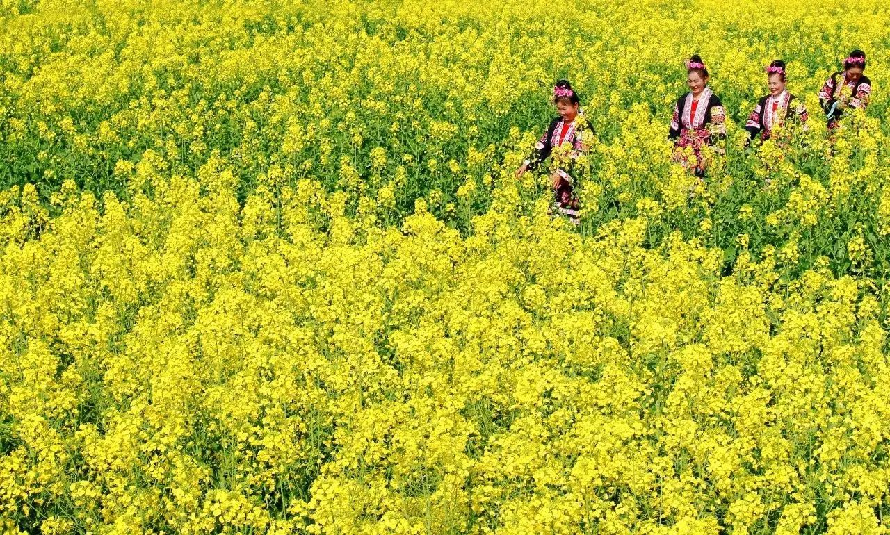 美到窒息的中國最美油菜花海，邂逅花海風景！