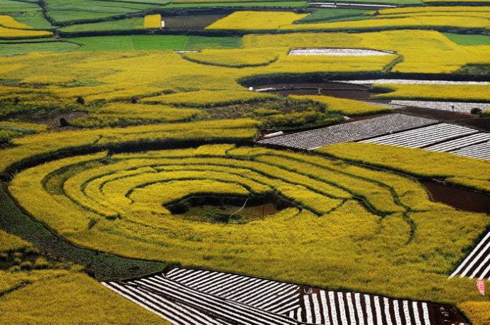 美到窒息的中國最美油菜花海，邂逅花海風(fēng)景！