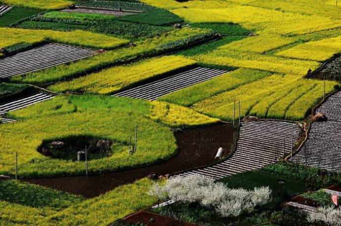 美到窒息的中國最美油菜花海，邂逅花海風(fēng)景！