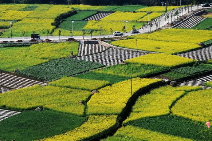 美到窒息的中國最美油菜花海，邂逅花海風(fēng)景！