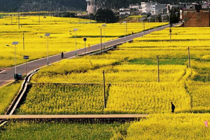 美到窒息的中國最美油菜花海，邂逅花海風(fēng)景！