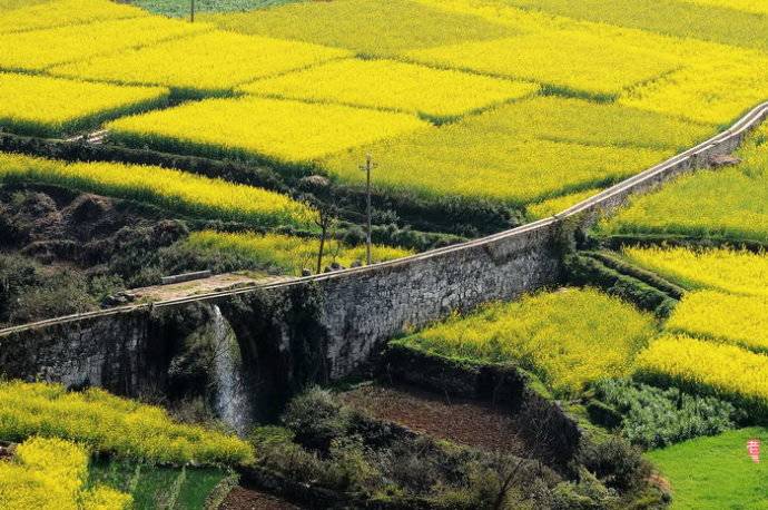 美到窒息的中國最美油菜花海，邂逅花海風(fēng)景！