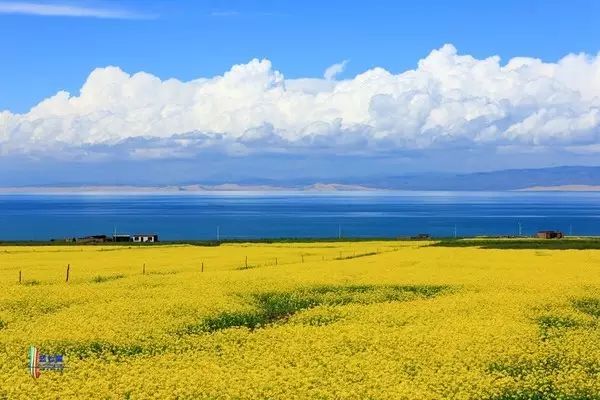 美到窒息的中國最美油菜花海，邂逅花海風(fēng)景！